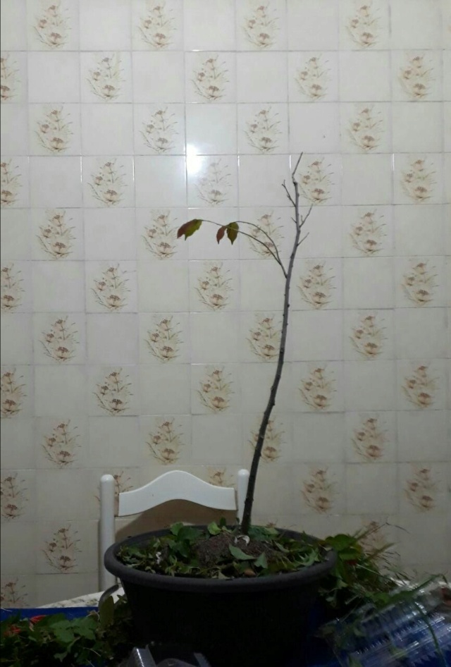 unstyled Brazilian Forest Giant - Jequitibá (Cariniana legalis) Img-2011