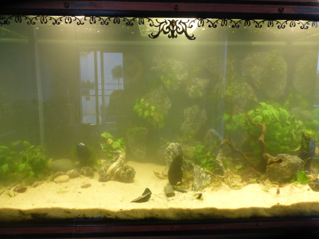 Custo de mon nouvel aquarium (475 litres net) P1160526