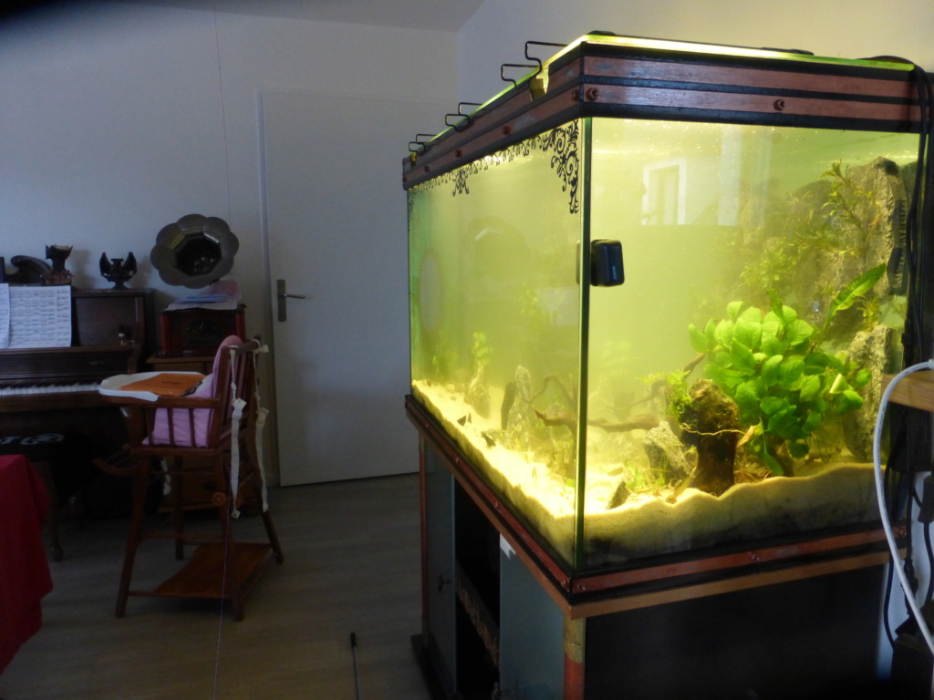 Custo de mon nouvel aquarium (475 litres net) P1160527