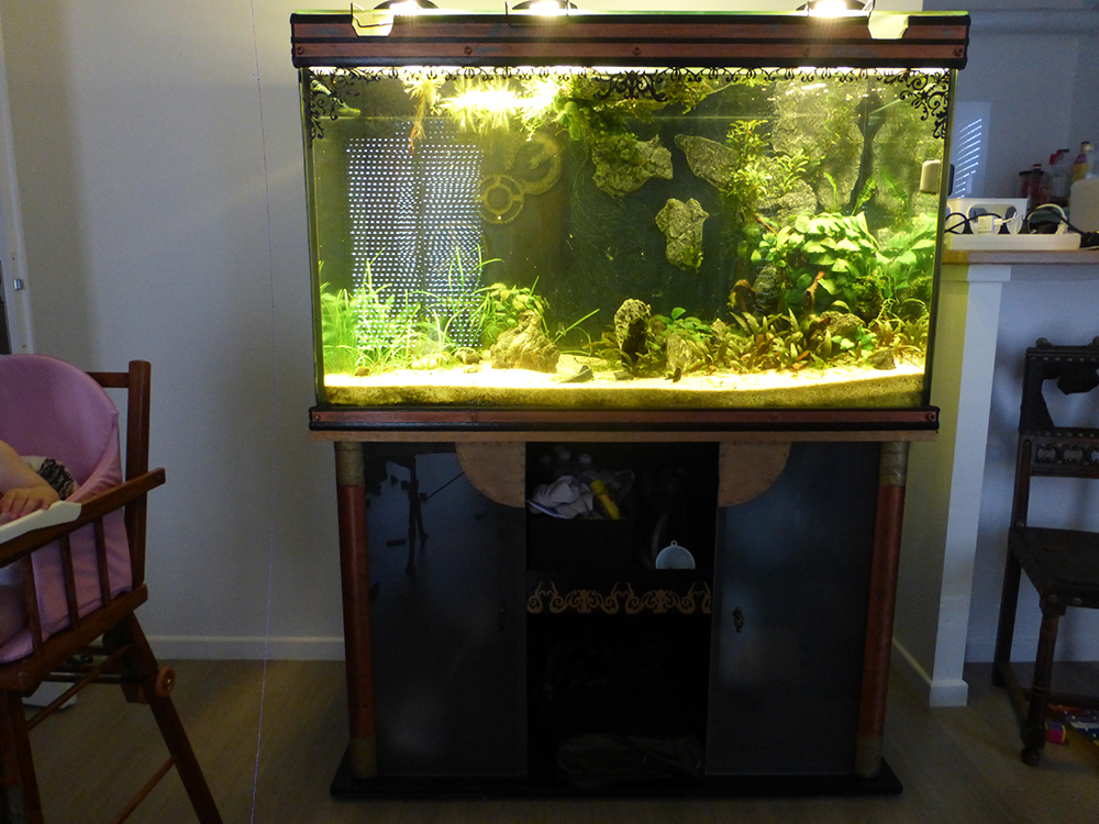 Custo de mon nouvel aquarium (475 litres net) P1160532
