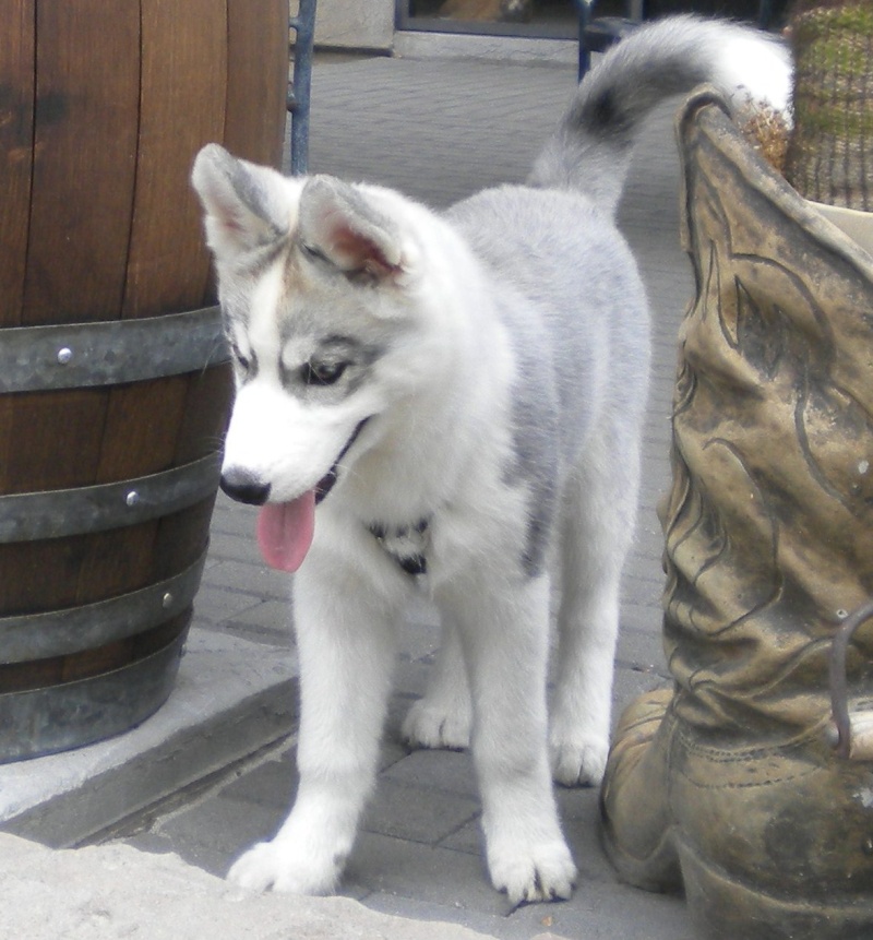 What kind of coat does my husky have? (Woolly, or plush)  Image148