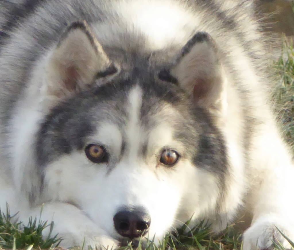 What kind of coat does my husky have? (Woolly, or plush) Image150