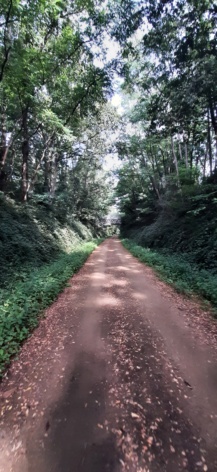 V43 - Vélo Francette - Voie Verte du chemin de halage de la Mayenne, Lion-d'Angers à Angers 20240883