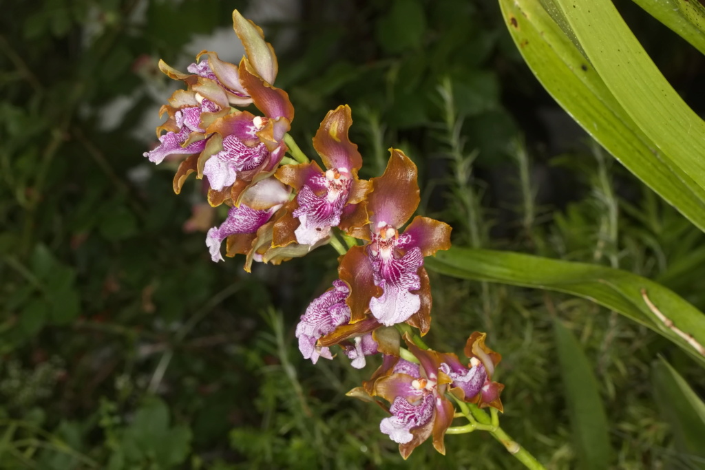 Odontoglossum harryanum und Odontoglossum wyattianum - Seite 4 Wyatti24