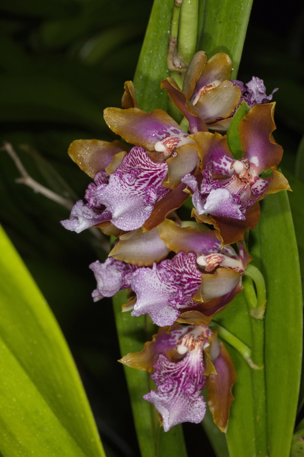 Odontoglossum harryanum und Odontoglossum wyattianum - Seite 4 Wyatti28