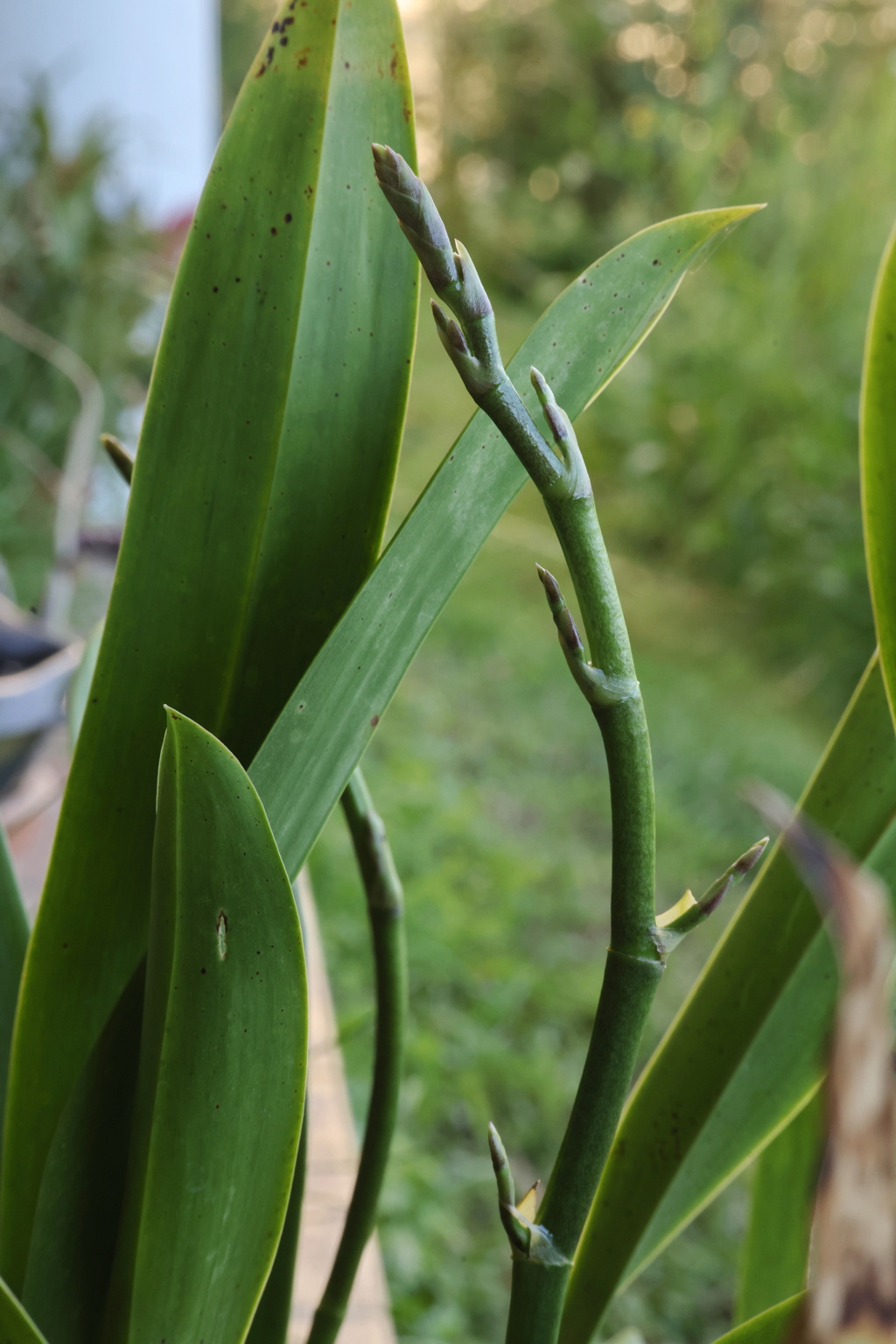 Odontoglossum harryanum und Odontoglossum wyattianum - Seite 6 Wyatti43