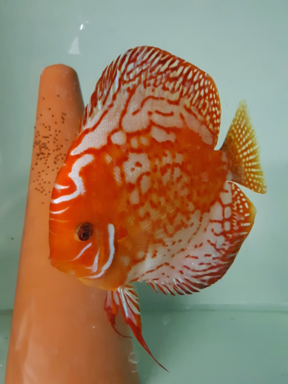 Vends Ancistrus, L333 corydoras aenus Discus et L129 20180710