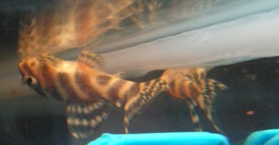 Vends Ancistrus, L333 corydoras aenus Discus et L129 L-333-10