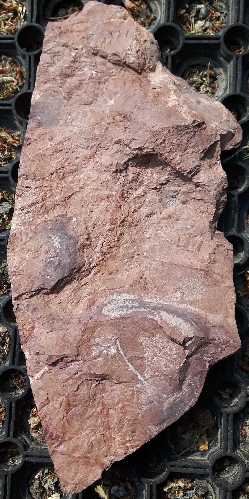 Mariopteris (sauverii) ? et Sphenophyllum (cuneifolium) ? Fossil11