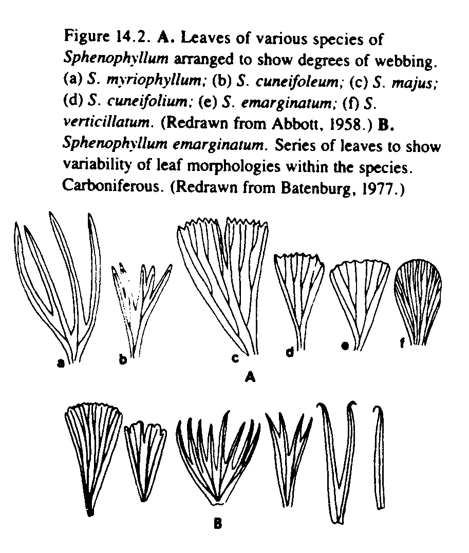 Mariopteris (sauverii) ? et Sphenophyllum (cuneifolium) ? Shenop10