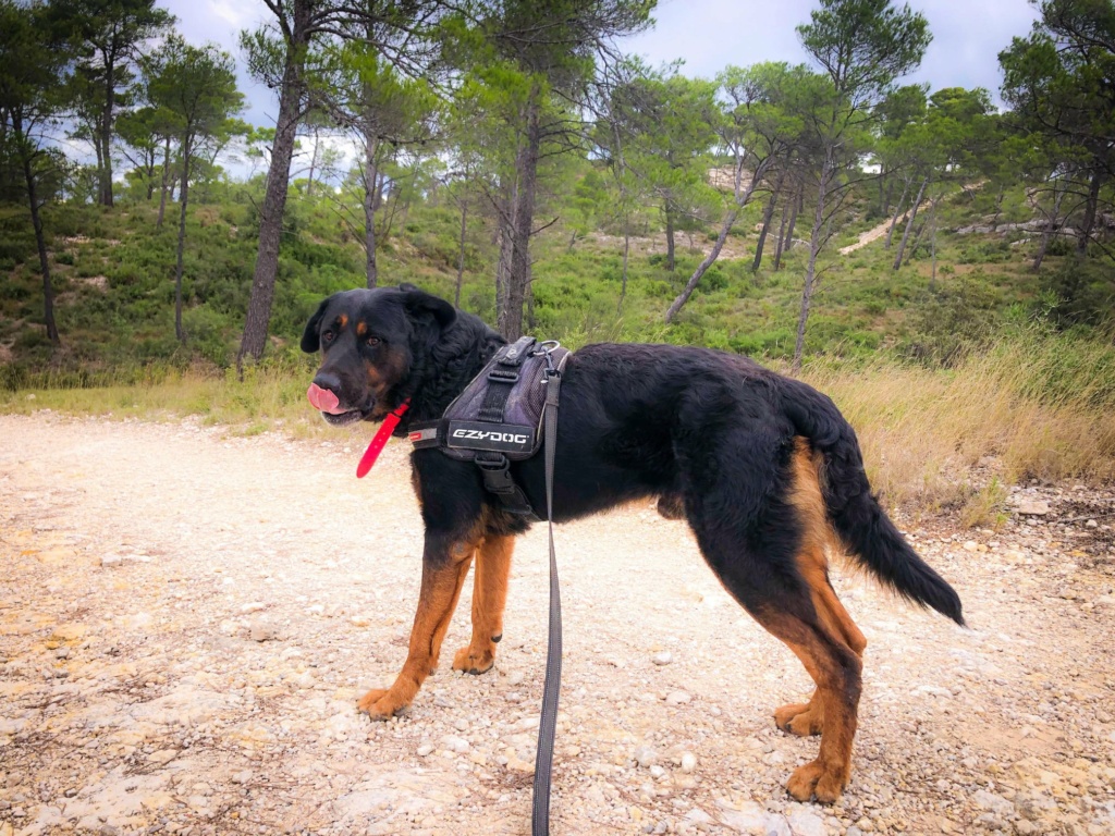 Chellow mâle croisé beauceron né en 2014 (dpt 13) 12033310