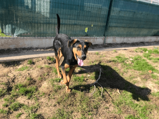 Gangster mâle croisé beauceron né en 2020 (dpt 85) Chien-10