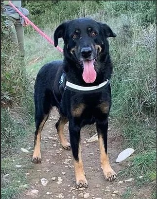 Jack mâle beauceron né en 2010 (dpt 30) Jack10