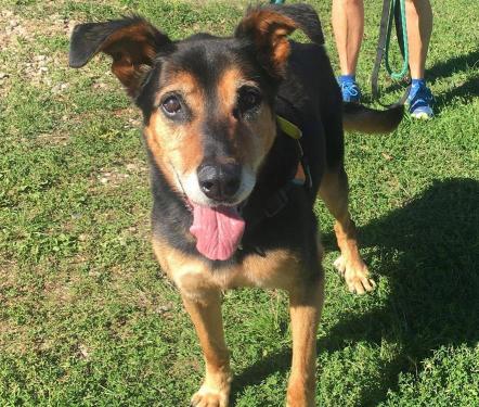 Laika femelle croisée beauceron née en 2007 (dpt 57) Laika011