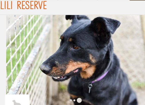 Lili, femelle beauceron née en novembre 2015 Lili0110