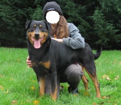 Nounours mâle croisé beauceron né en 2016 (dpt 82) Nouvno10