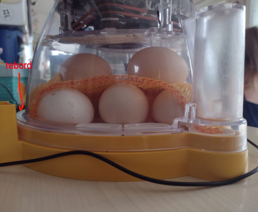 Brinsea mini II eco, œufs qui roulent Img_2014