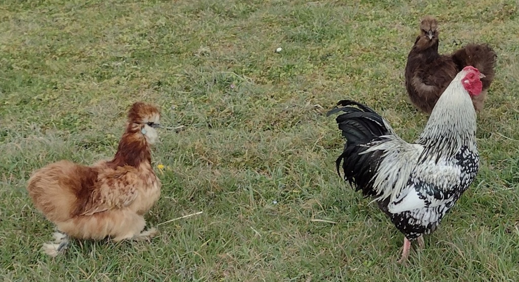 œufs de coq Wyandotte et de poules soies Img_2061