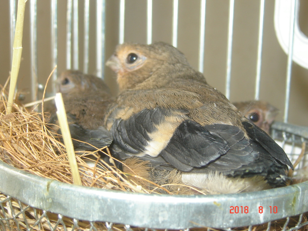 Oiseaux Européens (couleurs ancestrales)  00312