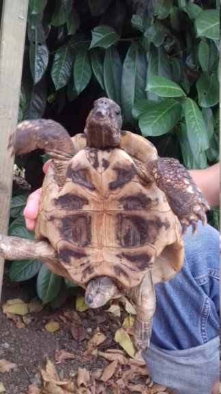 Besoin d'aide pour identifier une tortue  20180810