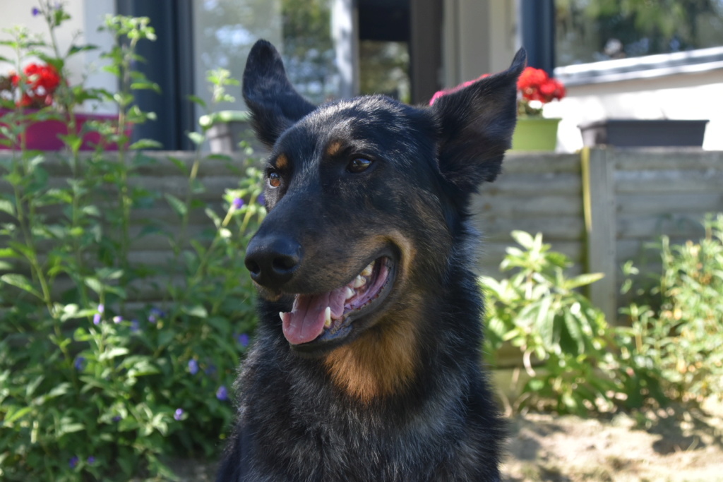 YOUZOU beau beauceron arlequin mâle né en juin 2017 - Page 3 2a4c8110