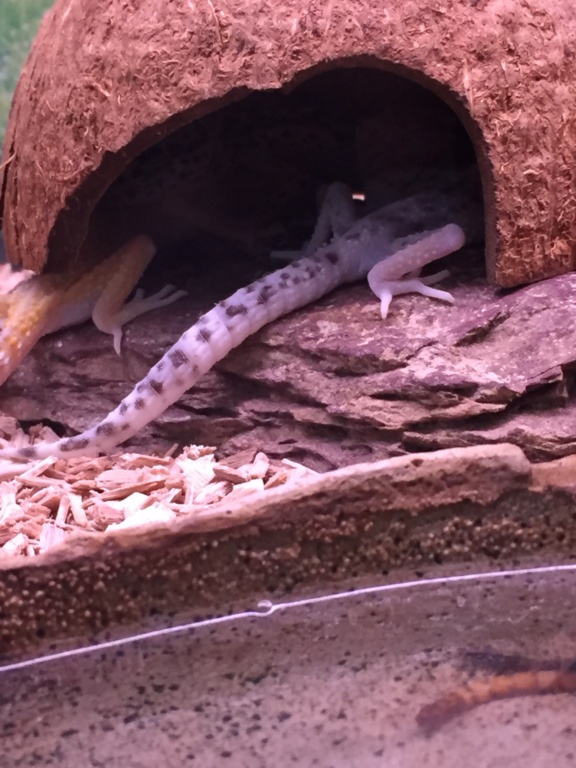 Gecko d'animalerie  Img_3512