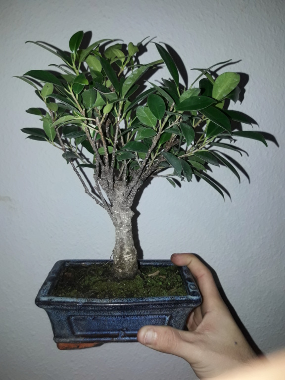 Ficus retusa de 5 años comercial 20181211