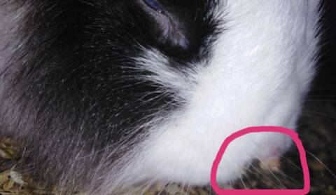 Bulle A Un Drole De Bouton Sur Le Nez Bulle A Un Drole De Bouton Sur Le Nez