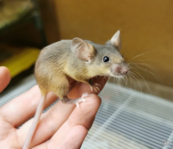 Can anyone identify this mouse's colour/pattern? Unknow10