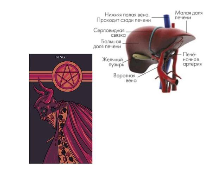  Масть пентаклей и физиология 210