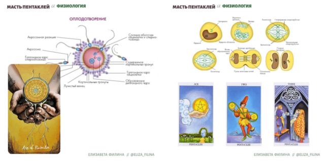  Масть пентаклей и физиология A_202213