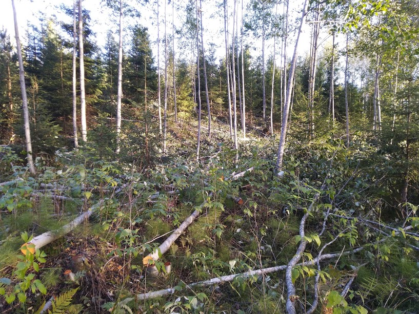 Onko kenelläkään kokemuksia TAR101 Hakkuri puulle Max.100 mm TARMO Hakema10