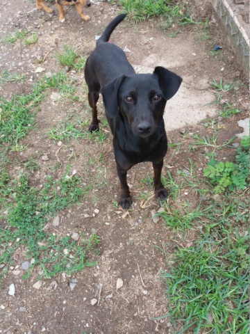 TESLA - F-X Noire Petite à moy taille - 14kg (Bella) - Adorable -PRETE- 20220295