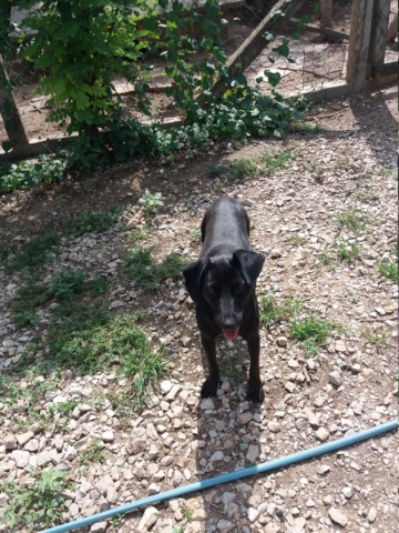 TESLA - F-X Noire Petite à moy taille - 14kg (Bella) - Adorable -PRETE- 20220301