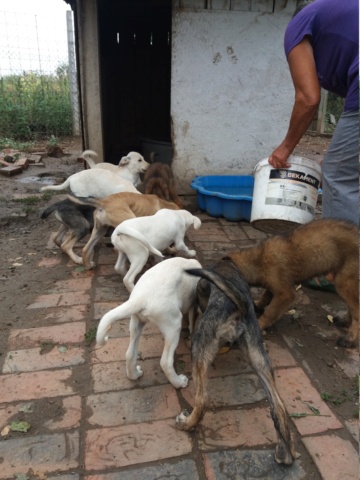 teddy - TEDDY , Junior M-X croisé Malinois , né env mai 2022 (Bella)   PRET A RENTRER 20220365