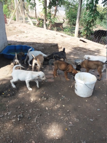 BETTY , JUNIOR F-X Berger grise, né env mai 2022 (Bella) PRET A RENTRER 20220375