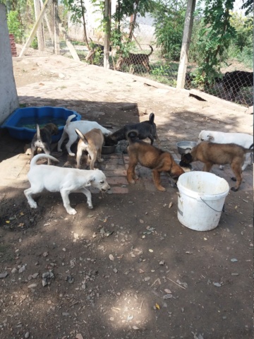 teddy - TEDDY , Junior M-X croisé Malinois , né env mai 2022 (Bella)   PRET A RENTRER 20220375