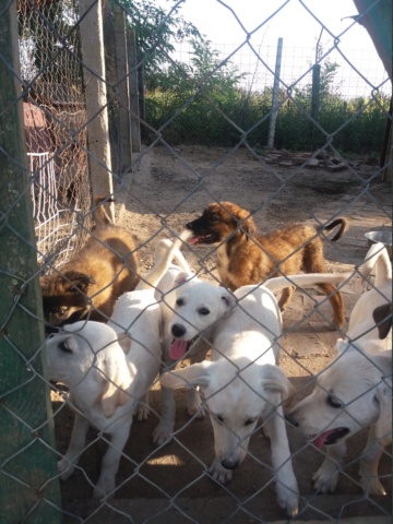 BETTY , JUNIOR F-X Berger grise, né env mai 2022 (Bella) PRET A RENTRER 20220384