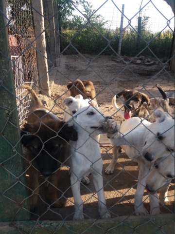BETTY , JUNIOR F-X Berger grise, né env mai 2022 (Bella) PRET A RENTRER 20220385