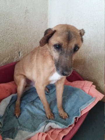 SIXTEEN, M-X, TAILLE PETITE (PIATRA FOURRIERE) - Pris en charge SPA de Savoie 20221249