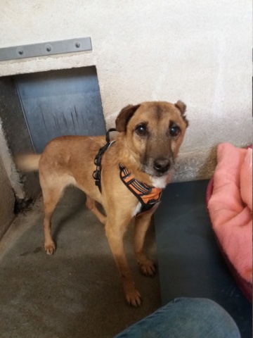 SIXTEEN, M-X, TAILLE PETITE (PIATRA FOURRIERE) - Pris en charge SPA de Savoie 20221313