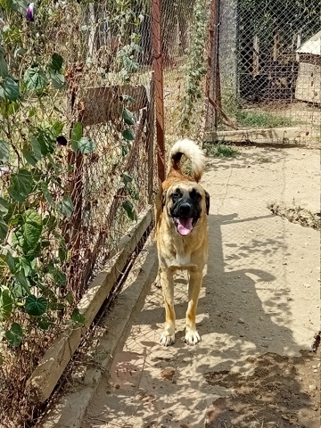 TEDDY , Junior M-X croisé Malinois , né env mai 2022 (Bella)   PRET A RENTRER 20240316