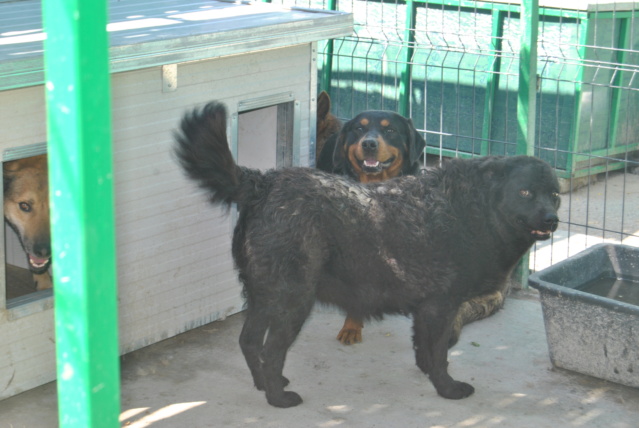 ARNI M. X ? , (fils de CANA) grand chien, 25 kgs, né 2018  (Pension MILICA) PRET MI 10.2022 Arni_033