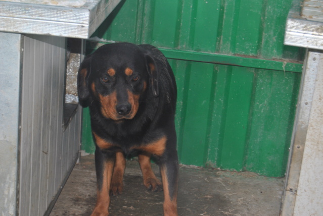 ARNI M. X ? , (fils de CANA) grand chien, 25 kgs, né 2018  (Pension MILICA) PRET MI 10.2022 Arny_012