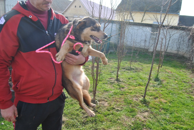 ROTNY M. X , taille moyenne, env 15 kgs, né 2018 (Pension MILICA) PRET RES. SPA DE SAVOIE Rotny_72