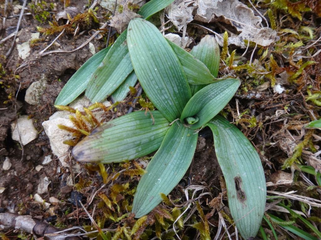 Identification rosette Herault mi février  Ophrys29
