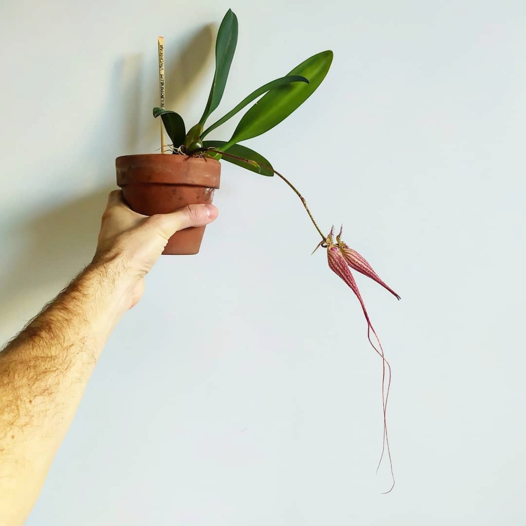 Identification bulbophyllum  Ccfb1610