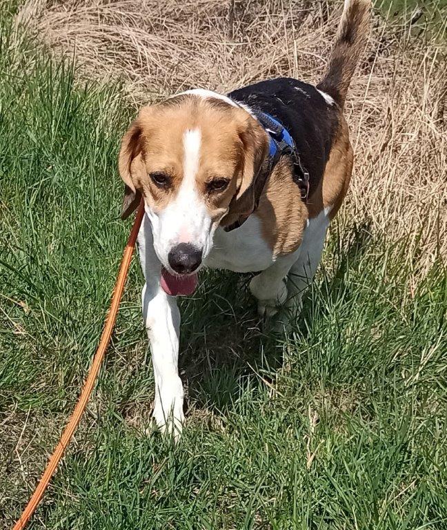 GOMETTE  (femelle croise beagle) G212