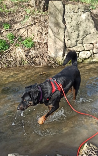 Marley  (mâle croise beauceron) Img_2041