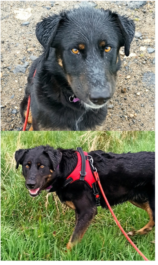 Marley  (mâle croise beauceron) Img_2068